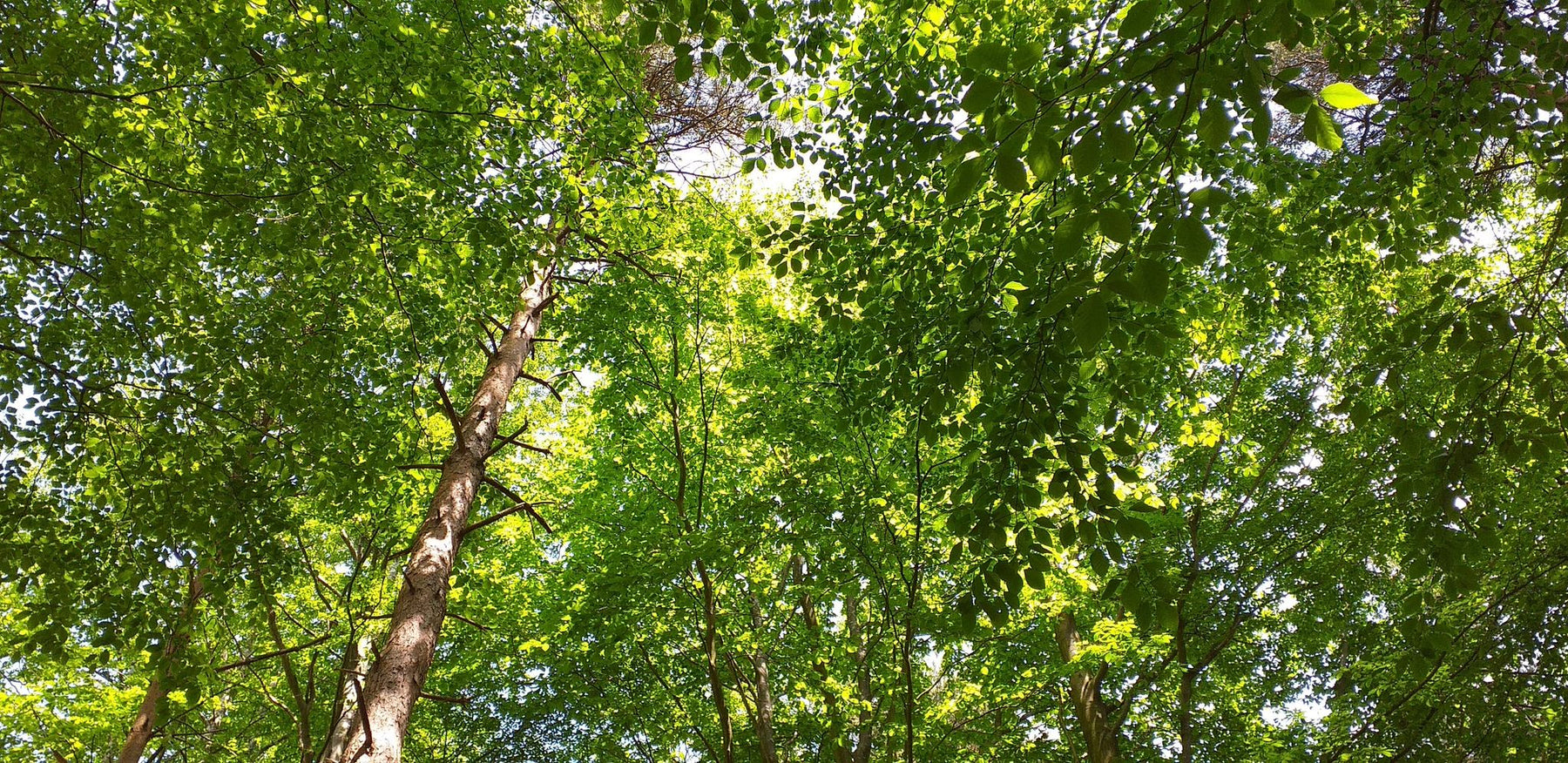 Sketching in Nature ~ Mindful art moments